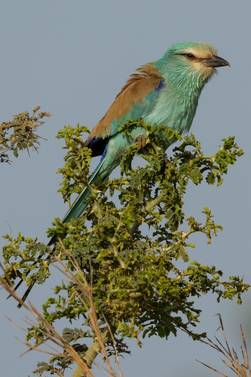Abyssinian Roller - ML637078171
