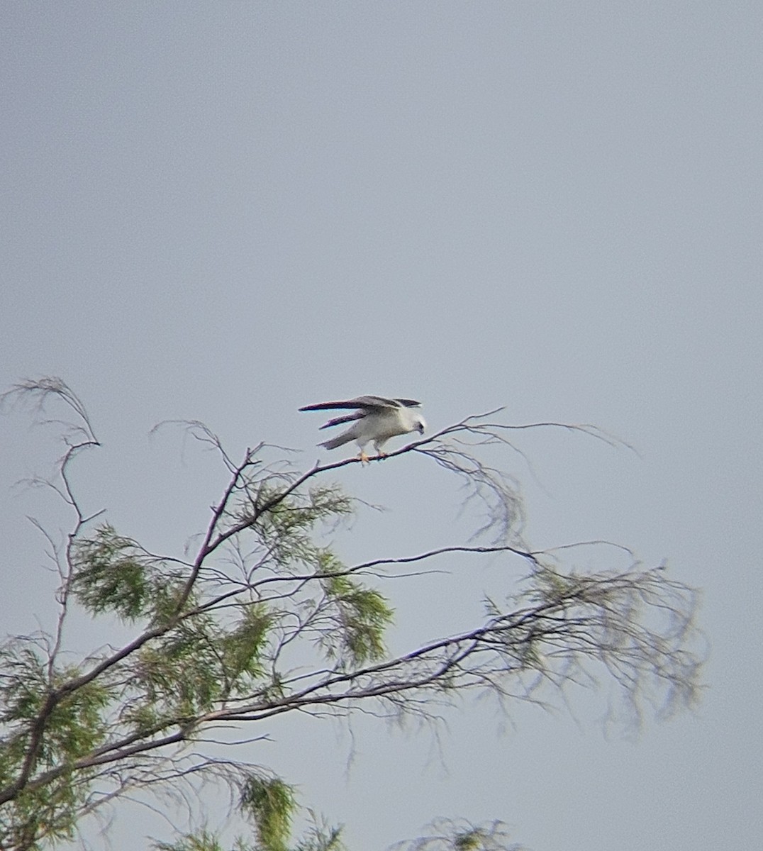 Black-shouldered Kite - ML637078215