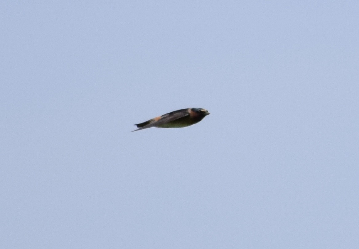 Cliff Swallow - ML637078231