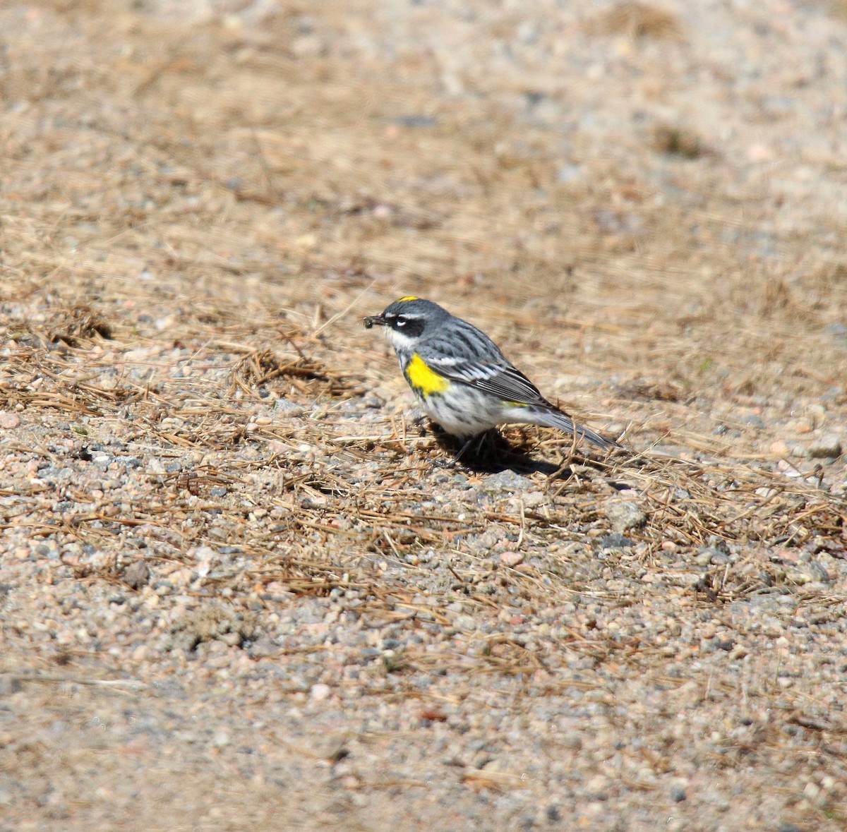 myrteparula - ML637078287