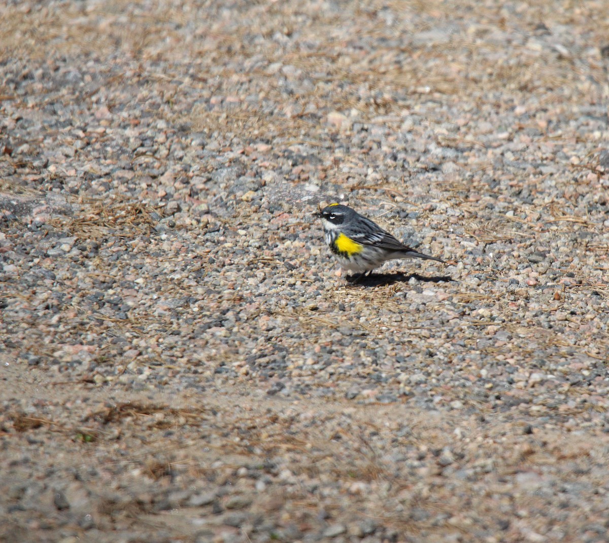 myrteparula - ML637078288