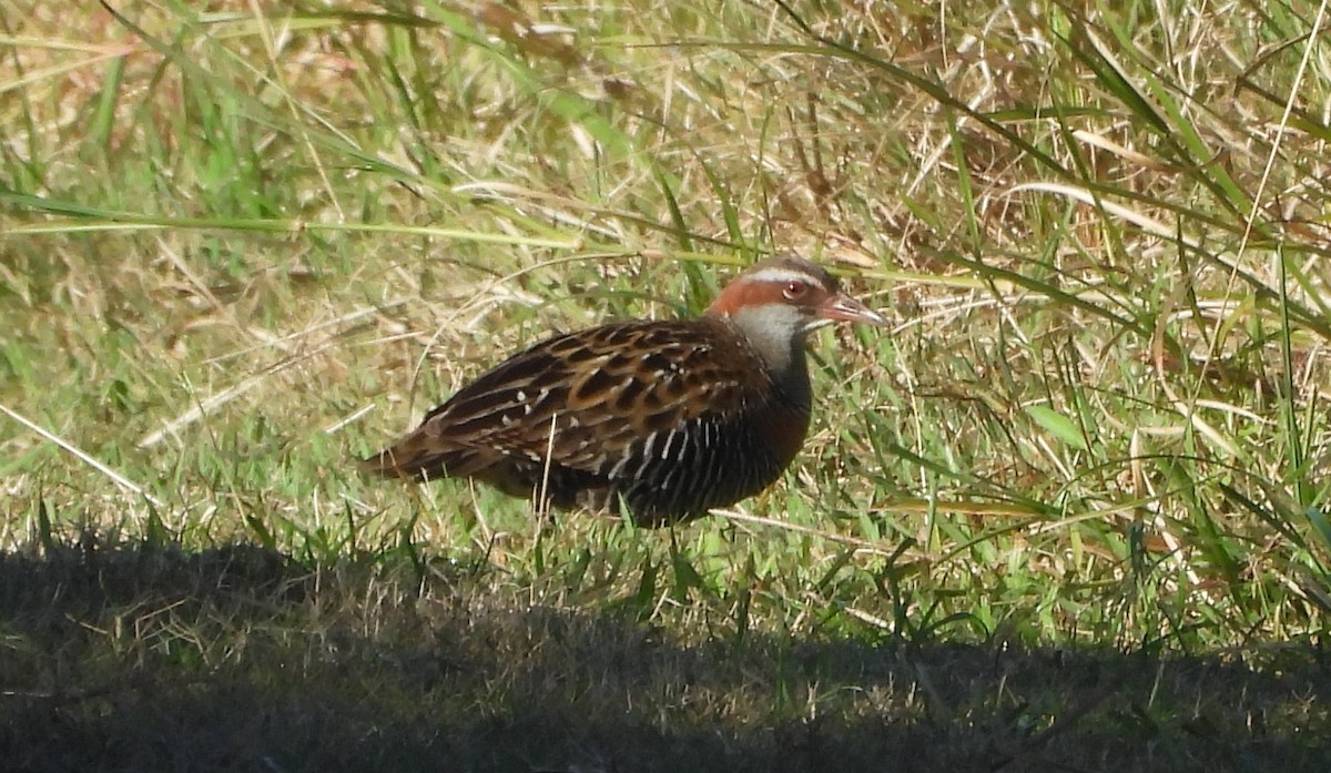 Buff-banded Rail - ML637078373