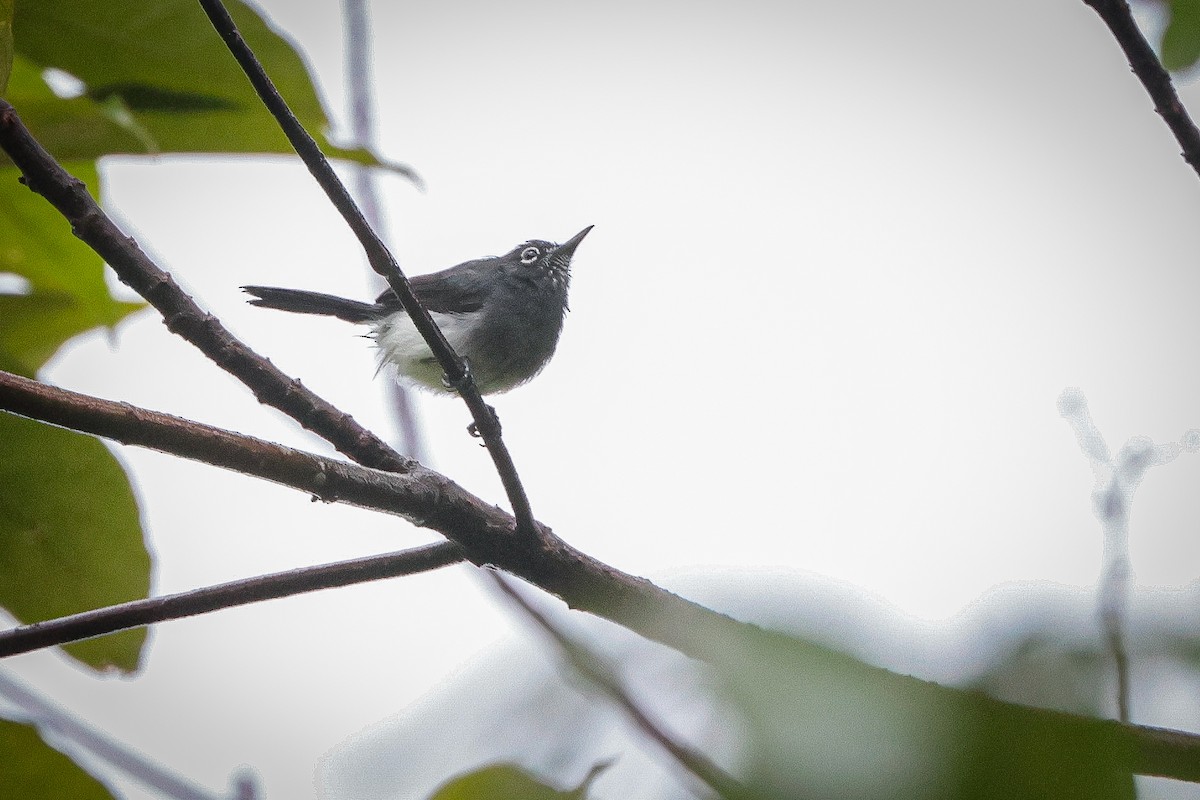 Slate-throated Gnatcatcher - ML637078641