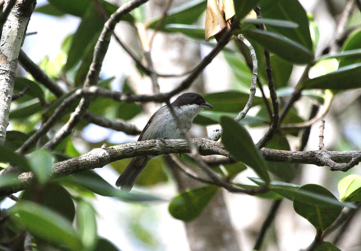 Puerto Rican Tanager - ML637078682