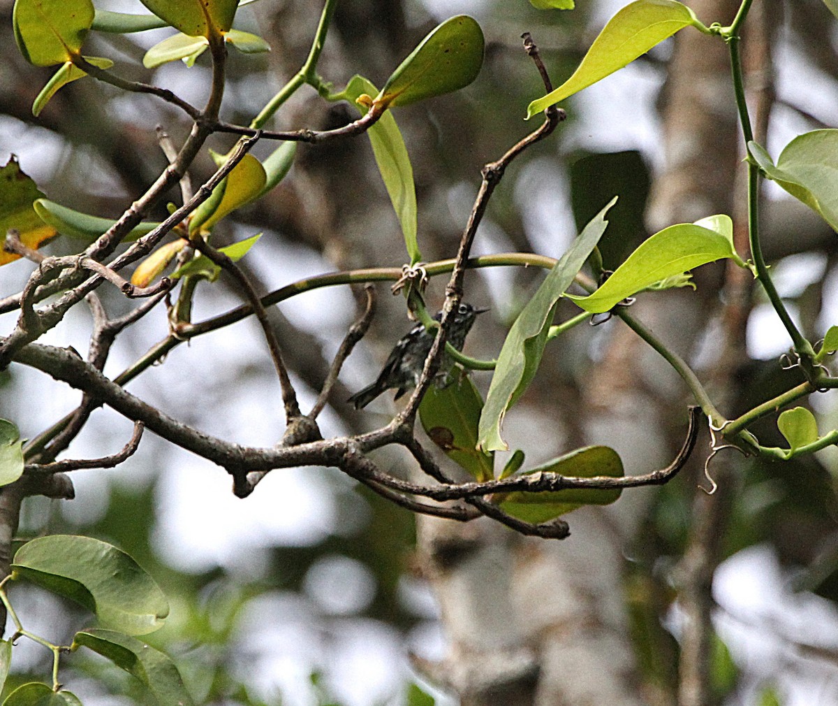 Elfin-woods Warbler - ML637078777
