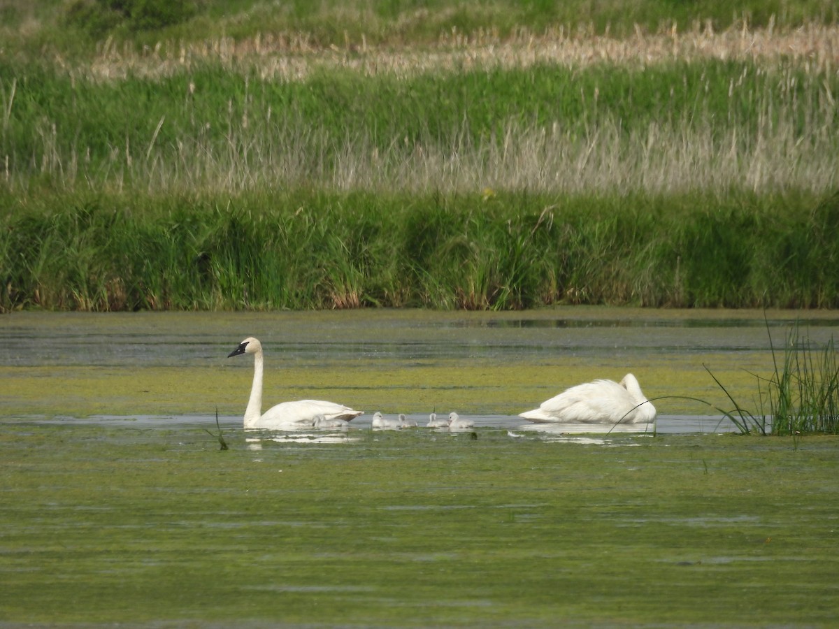 Trompeterschwan - ML637078795