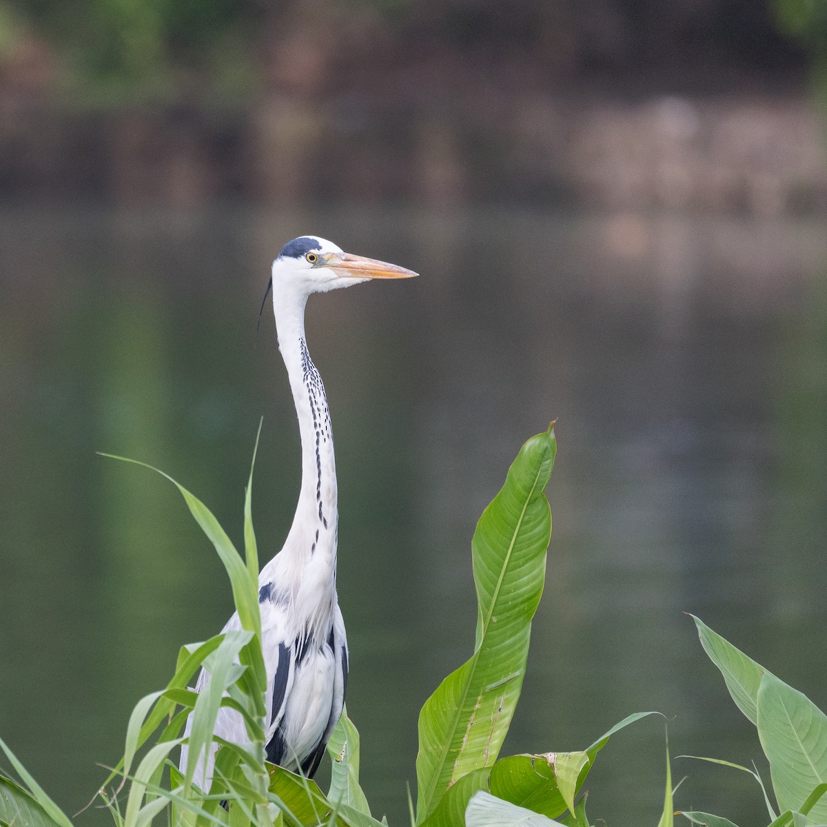 Gray Heron (Gray) - ML637078796