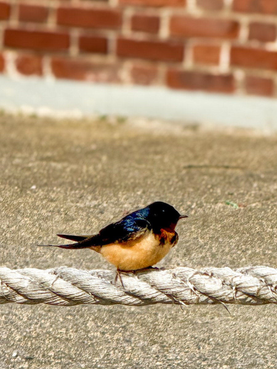 Barn Swallow - ML637078875