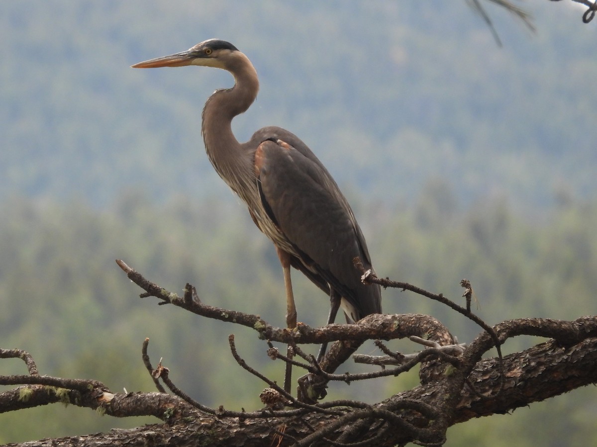 Great Blue Heron - ML637078876