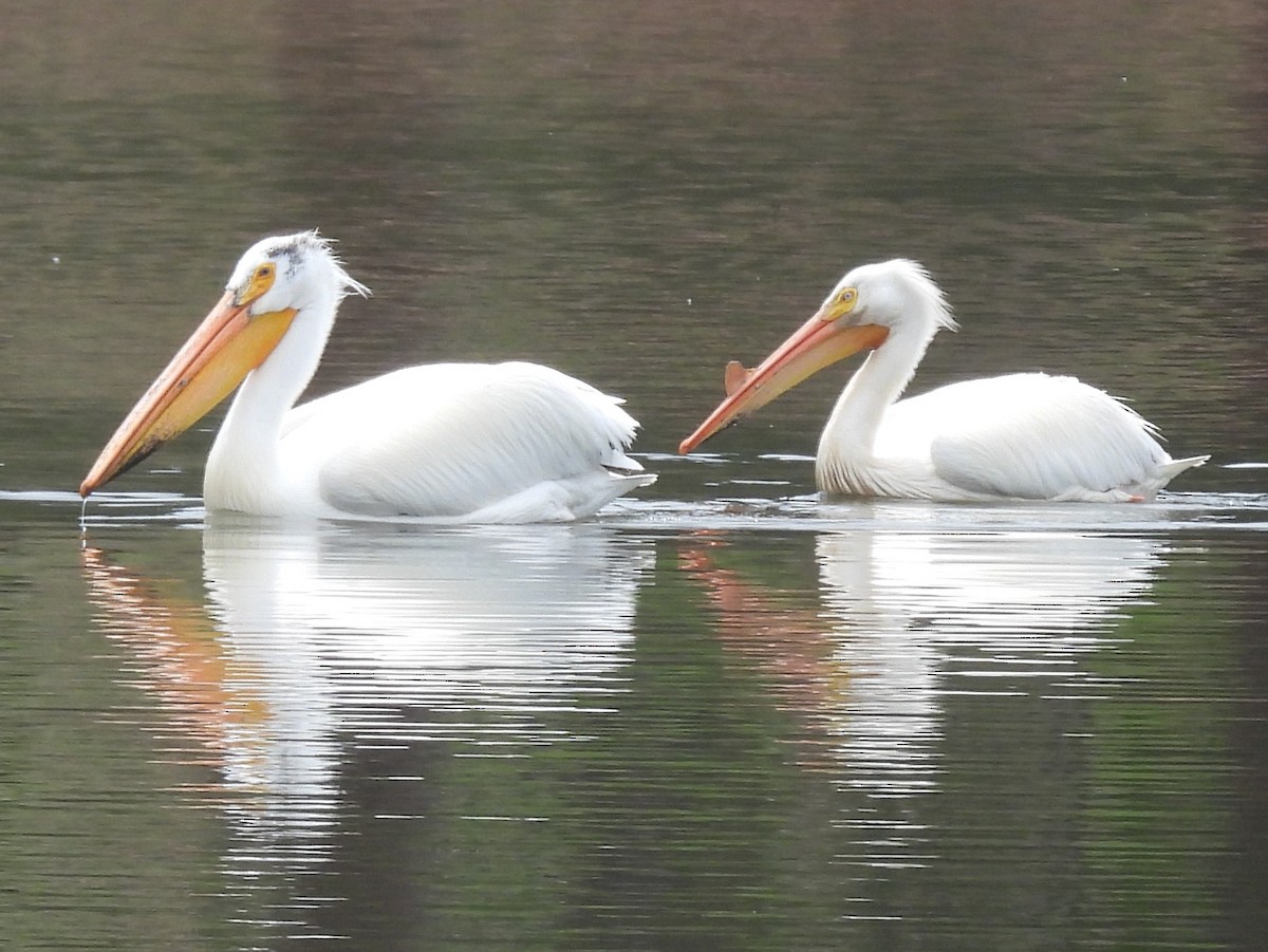 American White Pelican - ML637078887