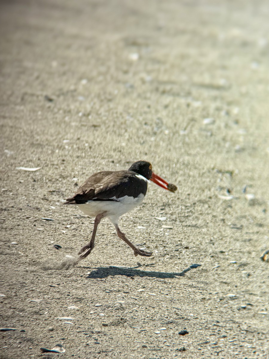 American Oystercatcher - ML637078898