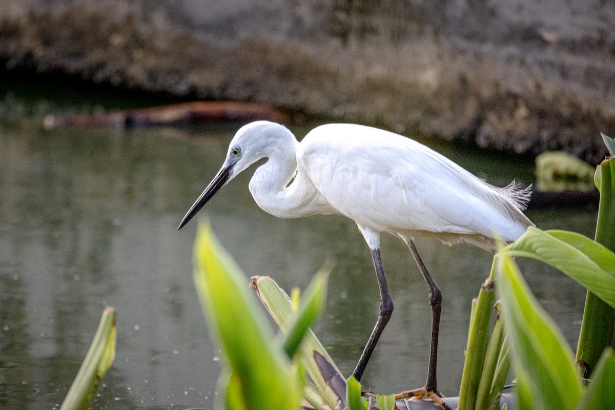 Little Egret (Western) - ML637078914