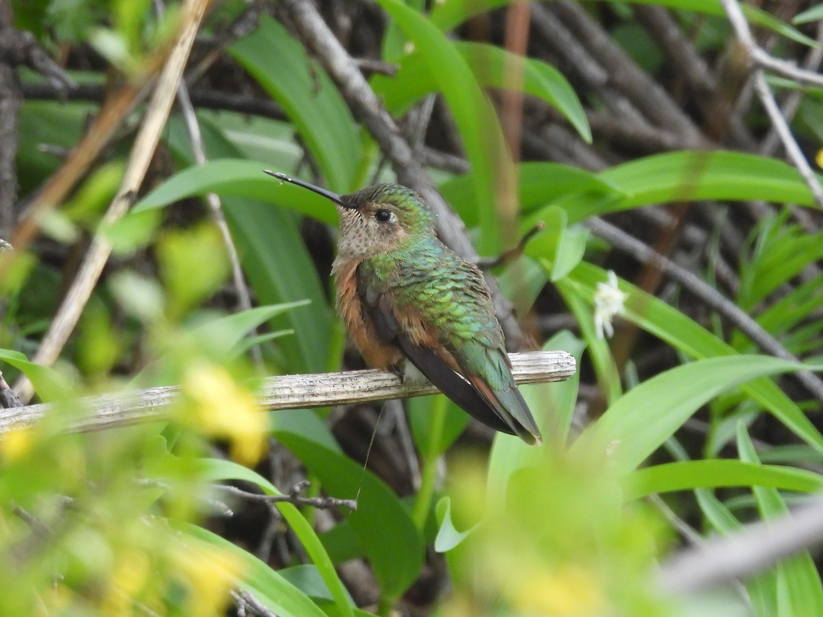 Broad-tailed Hummingbird - ML637078924