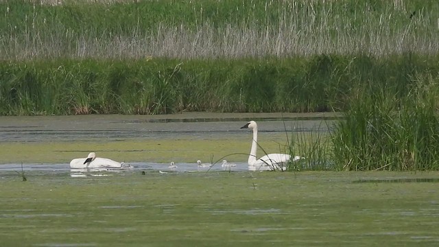 Trumpeter Swan - ML637078959