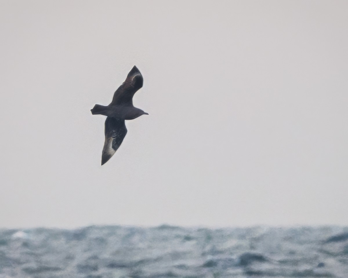 South Polar Skua - ML637078984