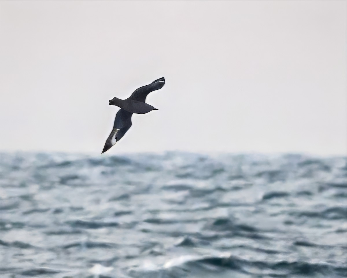 South Polar Skua - ML637078985