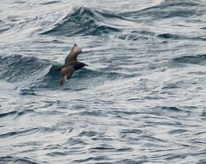 South Polar Skua - ML637078986