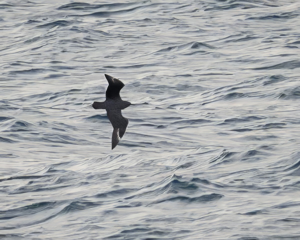 South Polar Skua - ML637078987