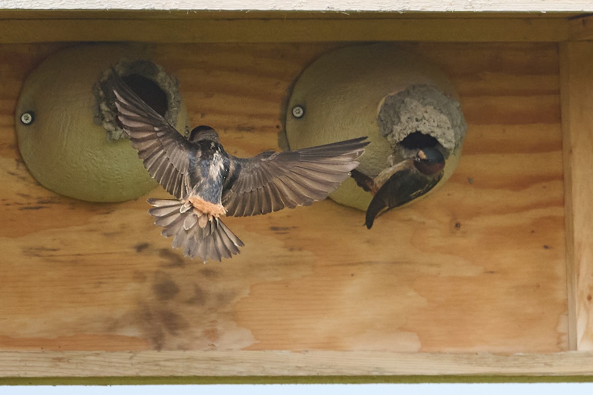 Cliff Swallow - ML637079028