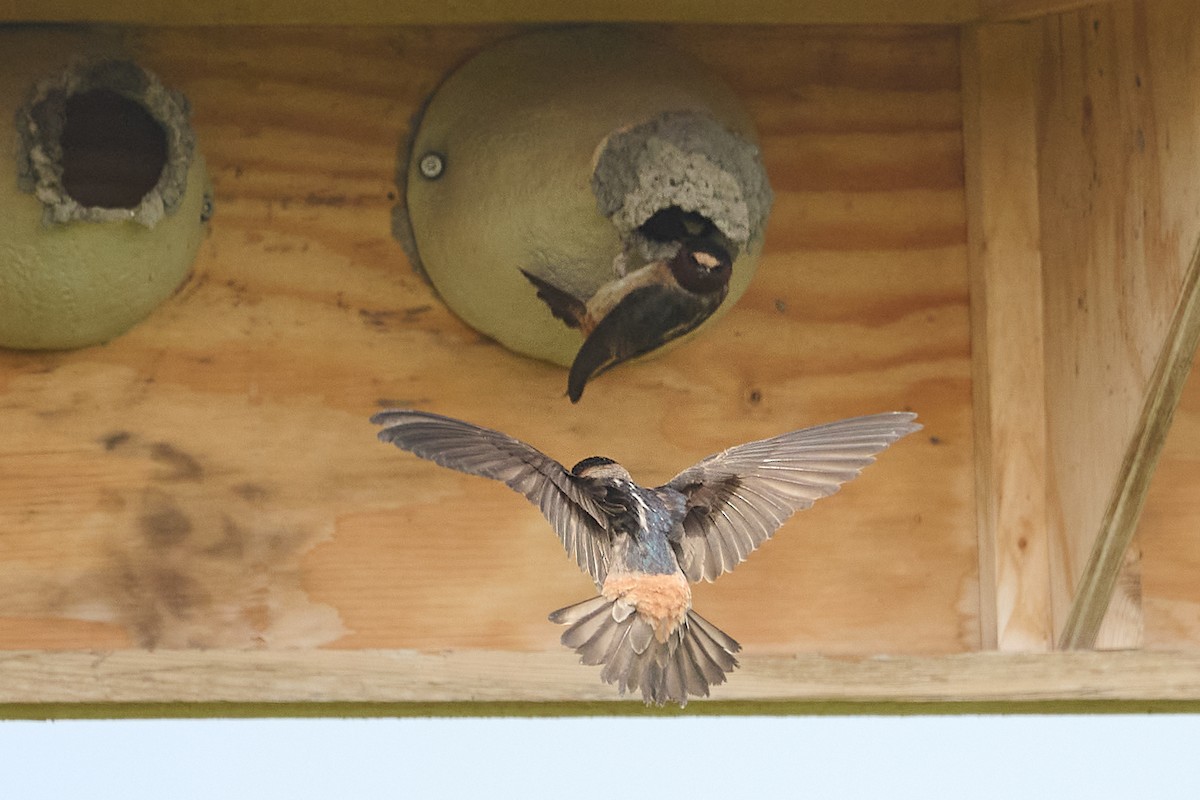 Cliff Swallow - ML637079029