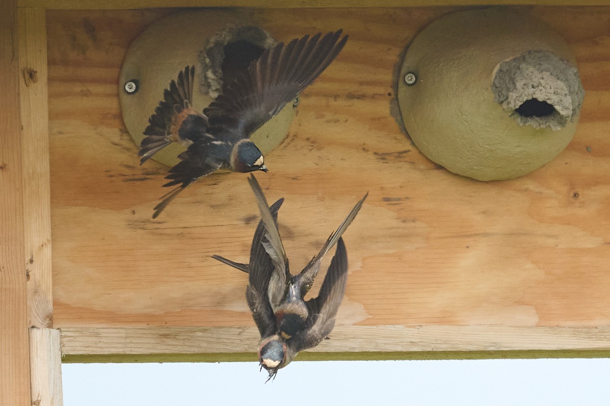 Cliff Swallow - ML637079030