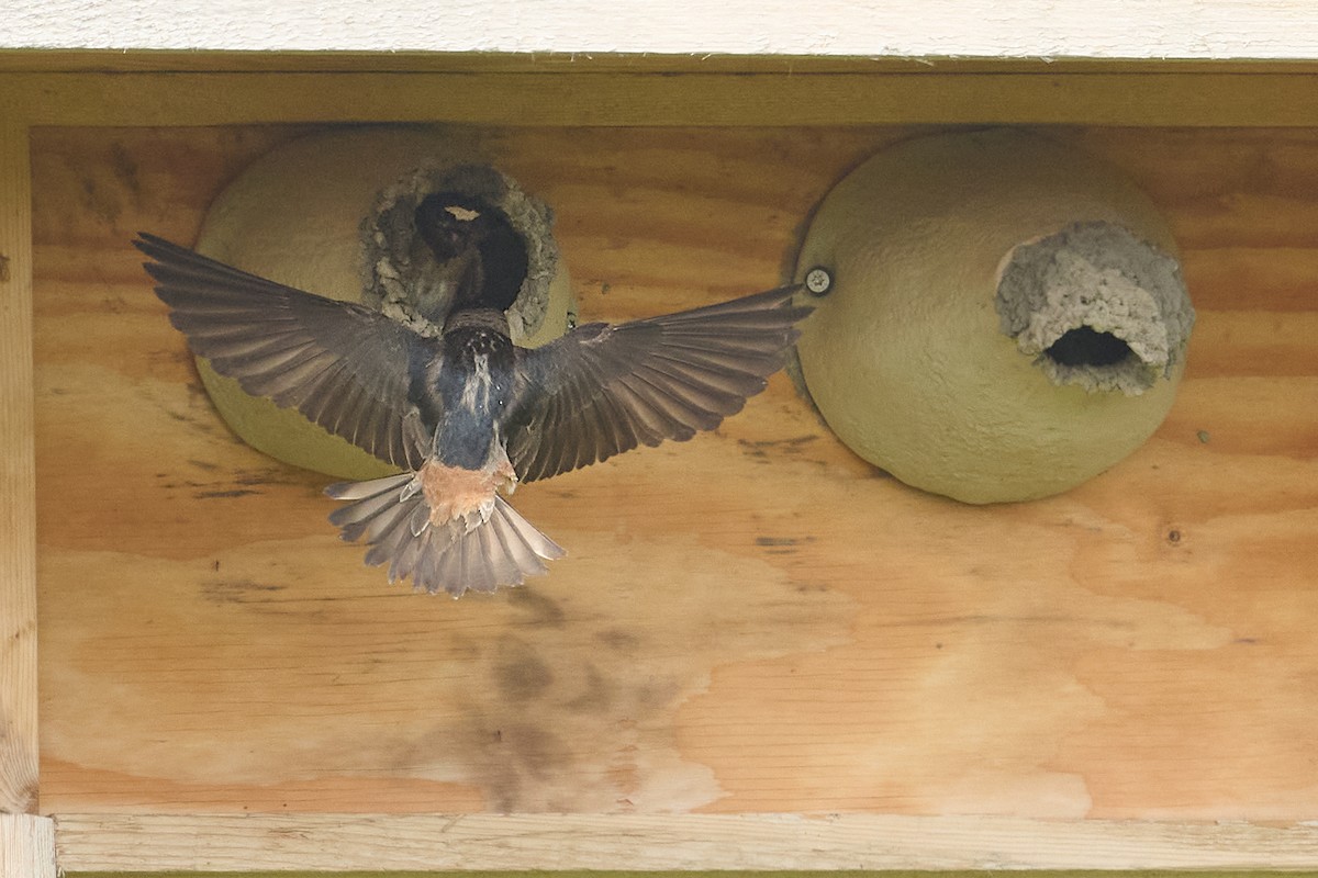 Cliff Swallow - ML637079031