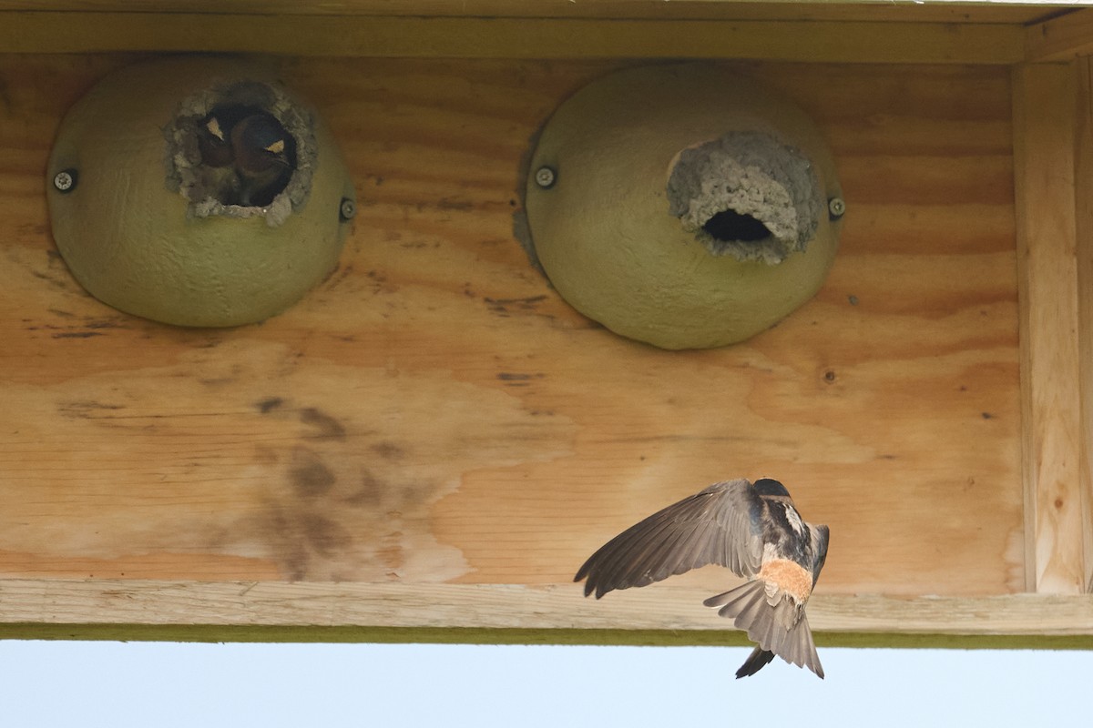 Cliff Swallow - ML637079032