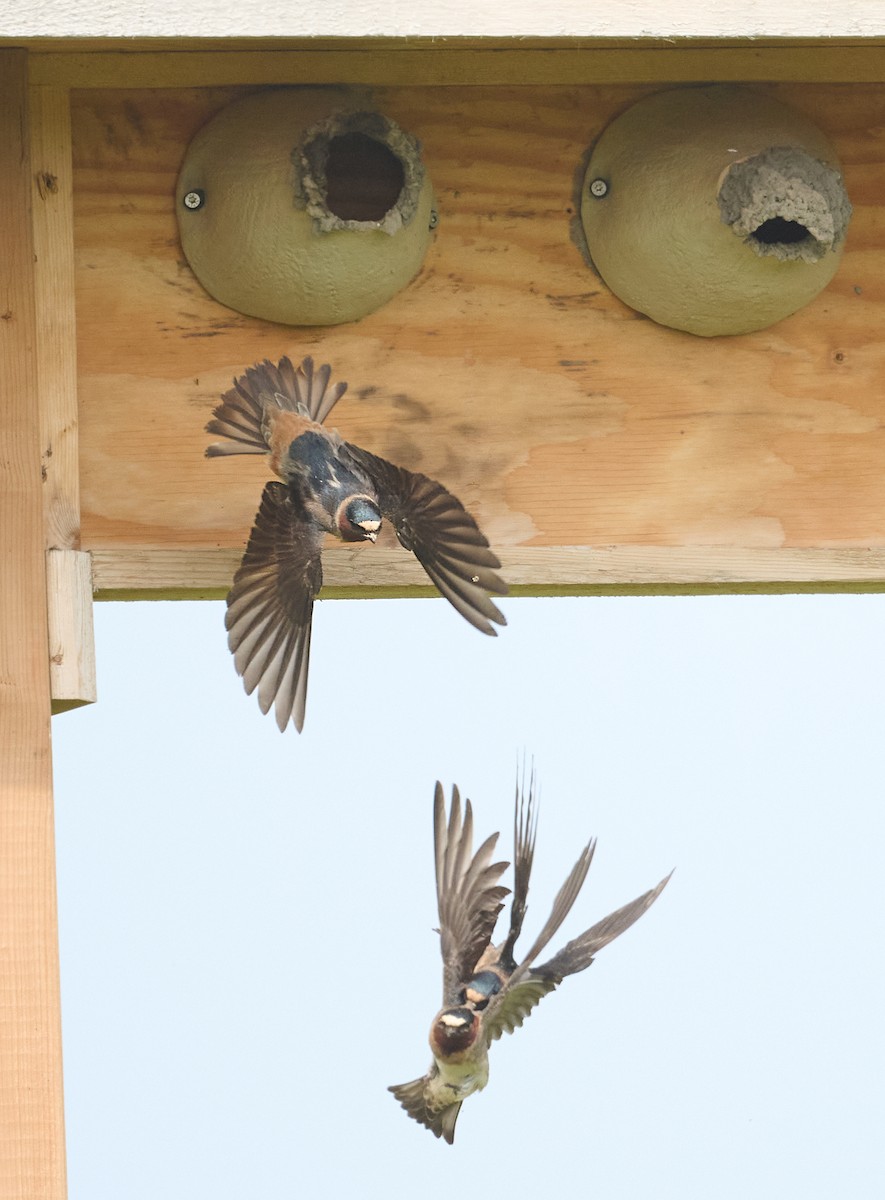 Cliff Swallow - ML637079034