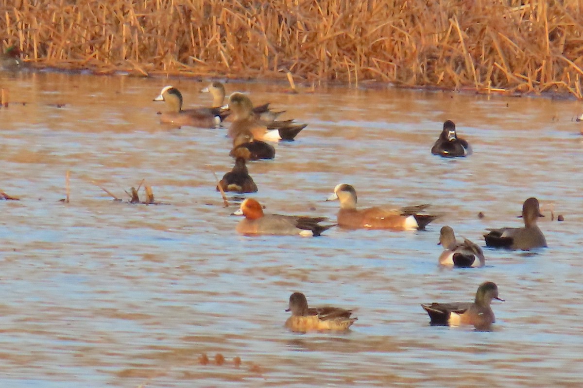 Eurasian Wigeon - ML637079084