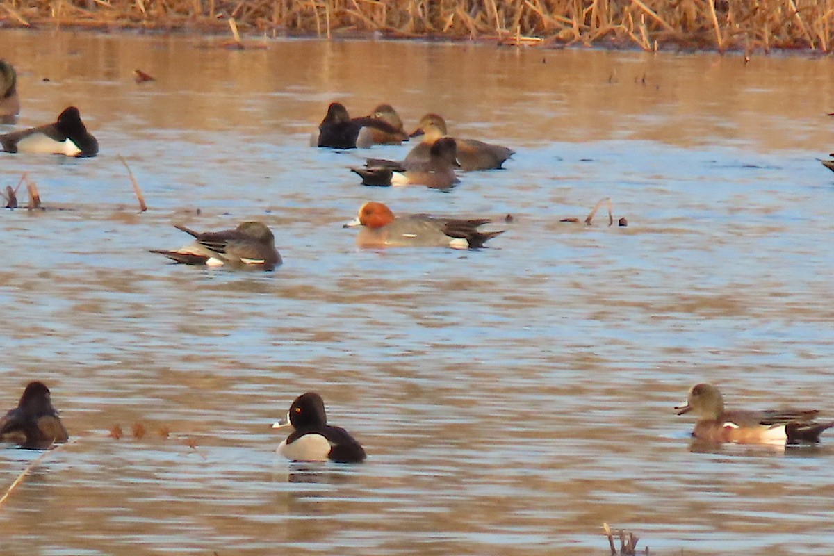 Eurasian Wigeon - ML637079085