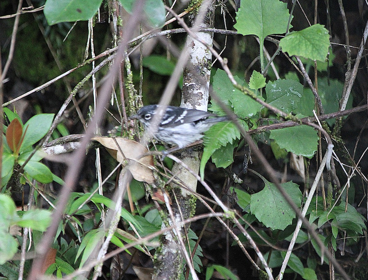 Elfin-woods Warbler - ML637079127
