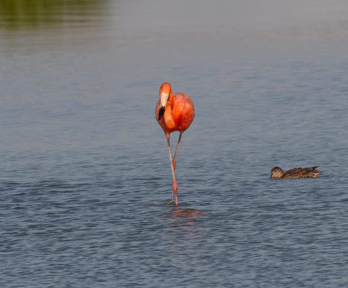 American Flamingo - ML637079140