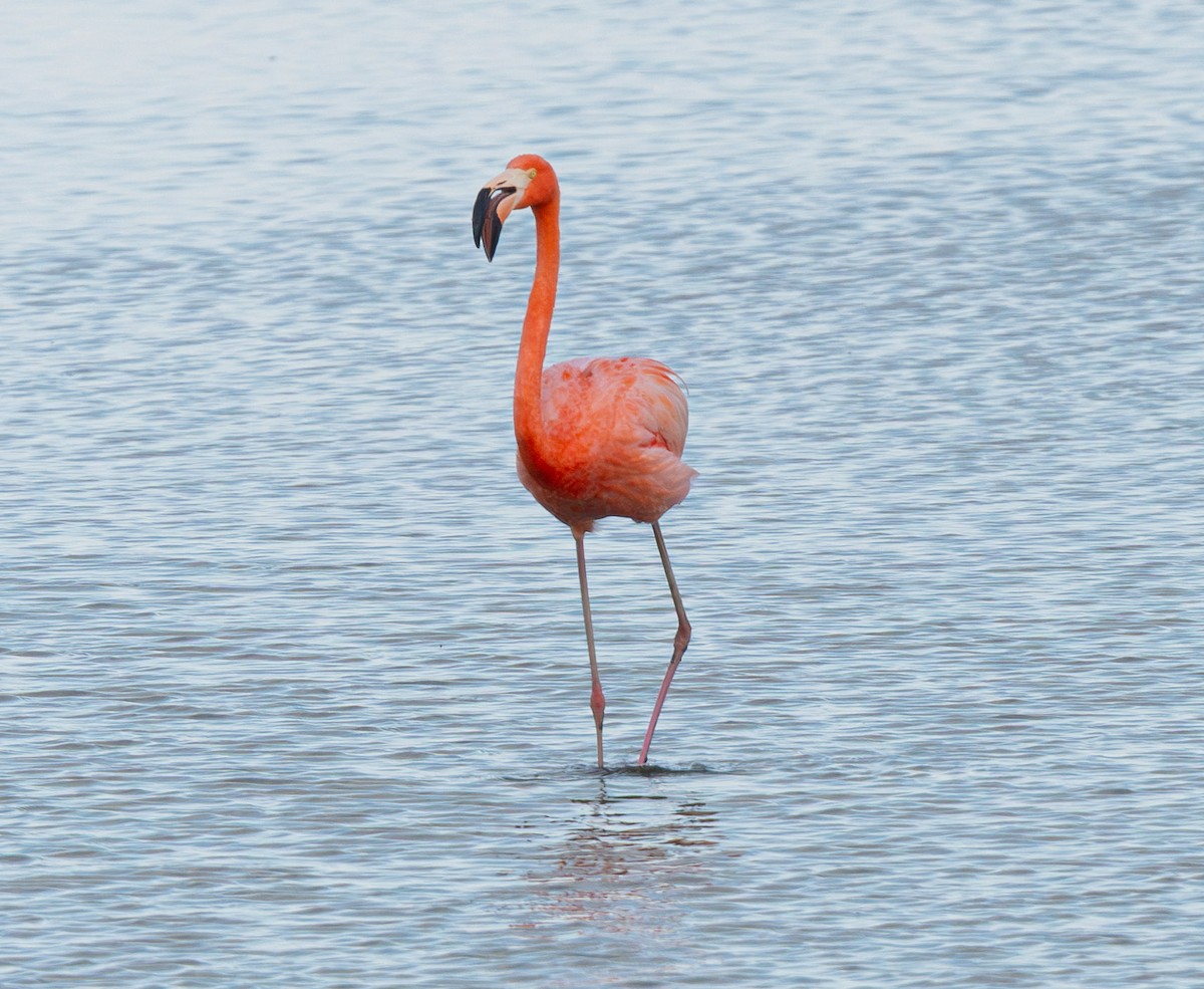 American Flamingo - ML637079170