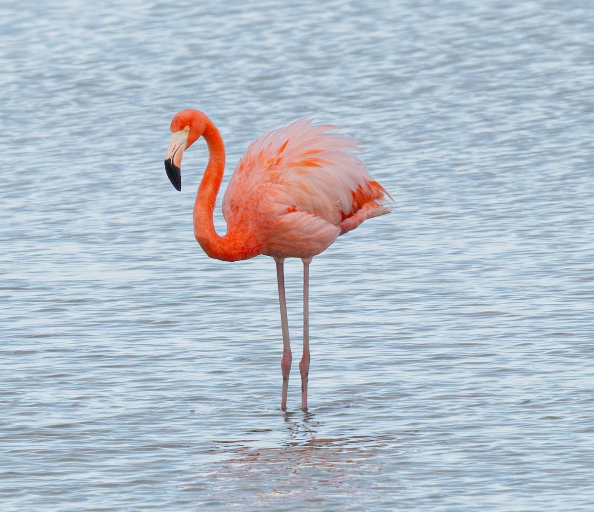 American Flamingo - ML637079171
