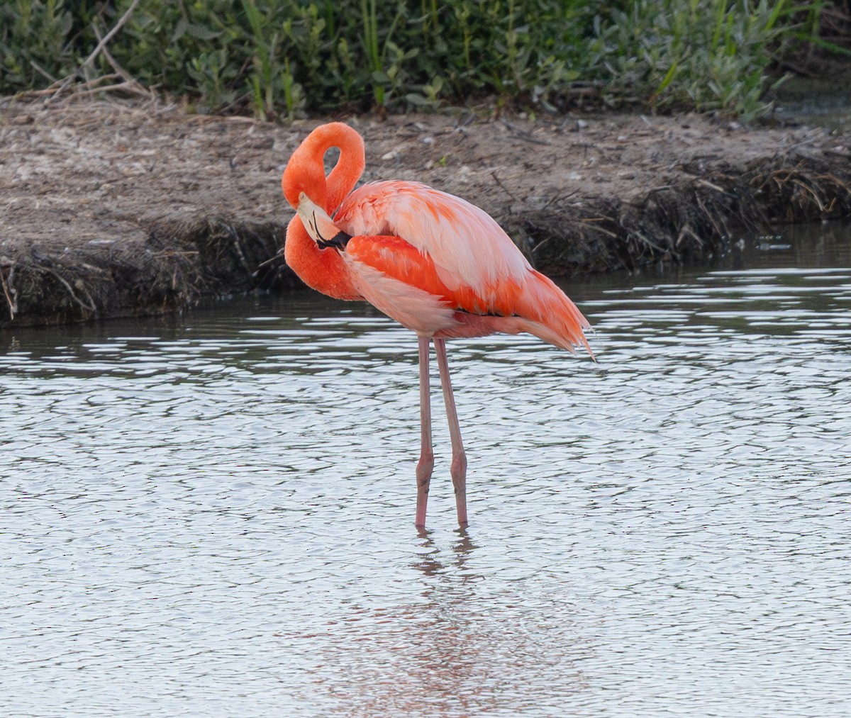 American Flamingo - ML637079172