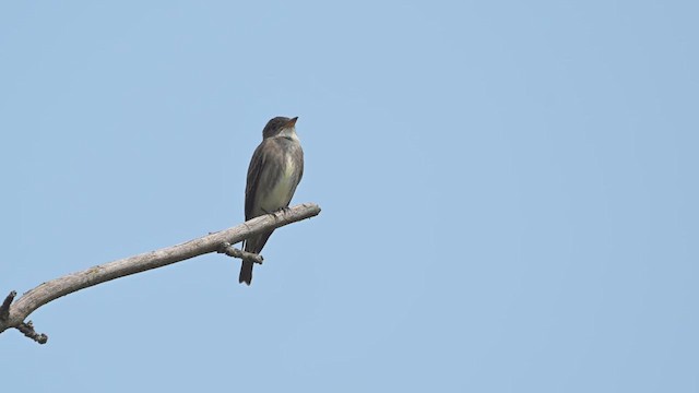 tyranovec severský - ML637079229