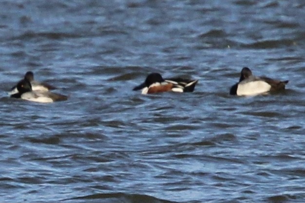 Northern Shoveler - ML637079244