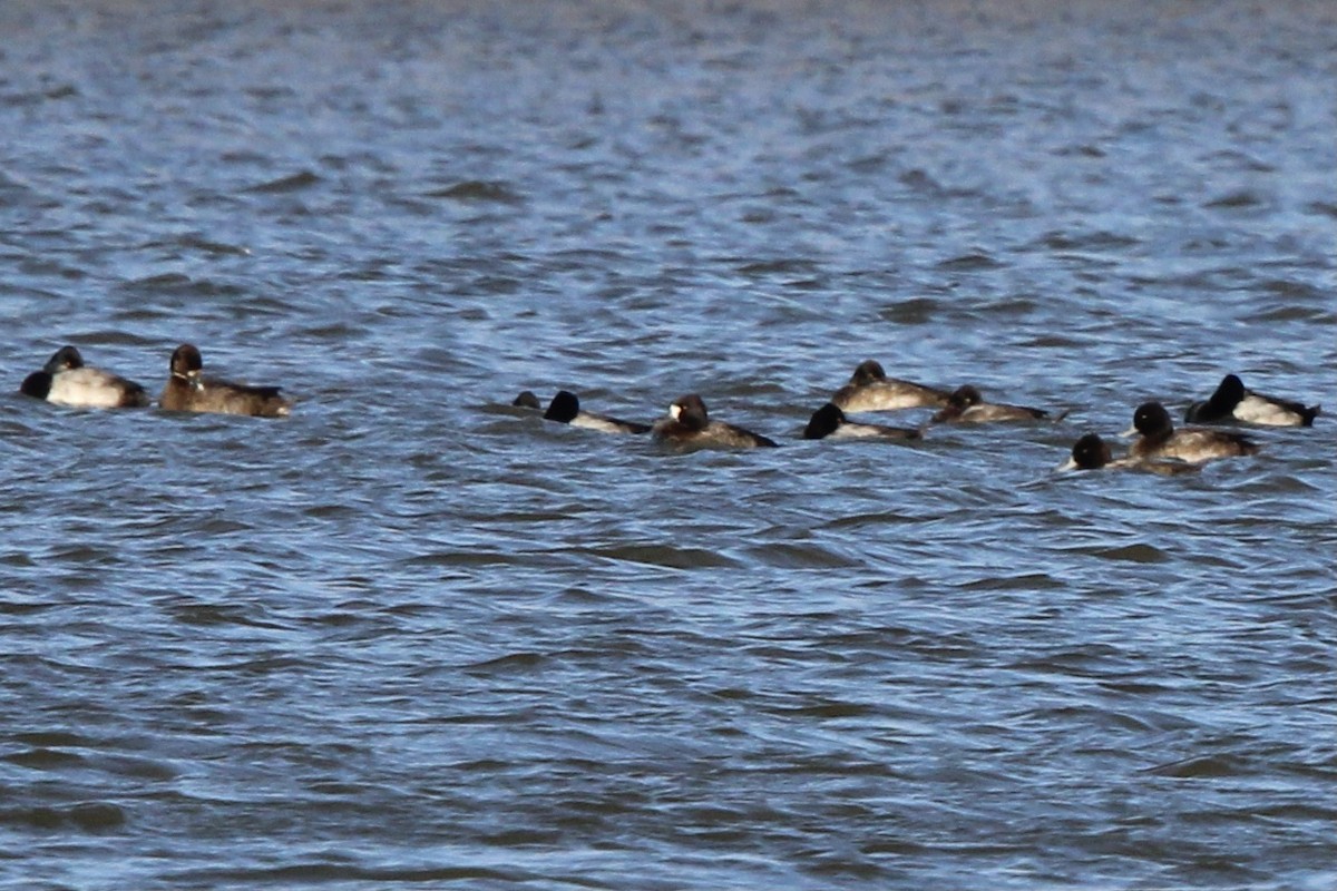Lesser Scaup - ML637079254