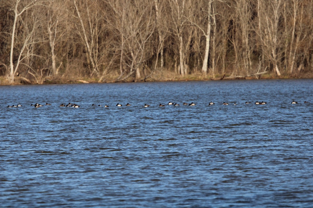 Lesser Scaup - ML637079255