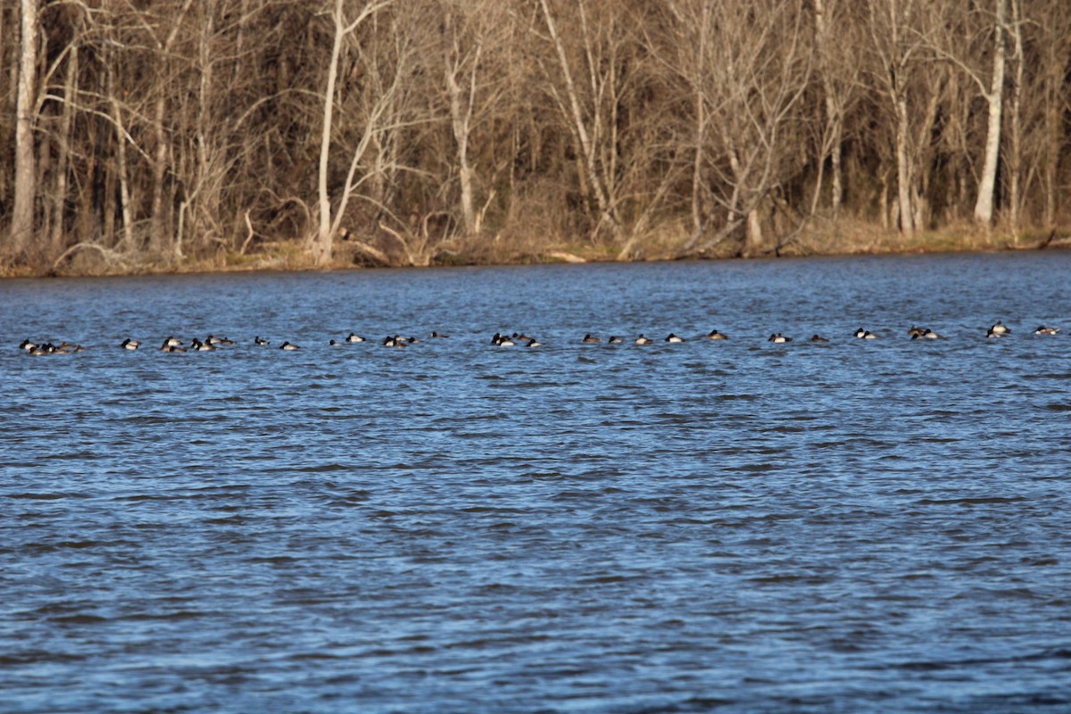 Lesser Scaup - ML637079256