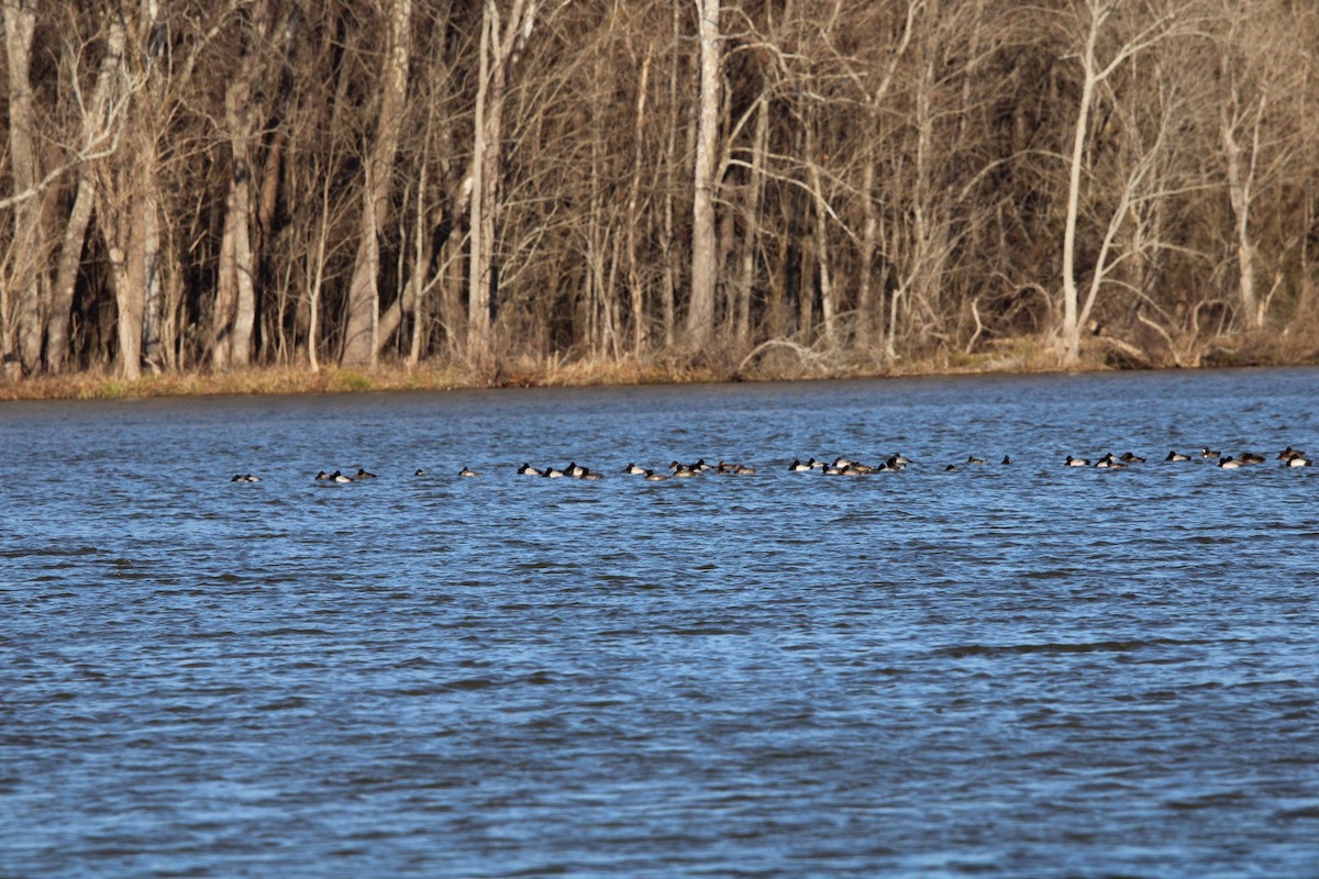 Lesser Scaup - ML637079257