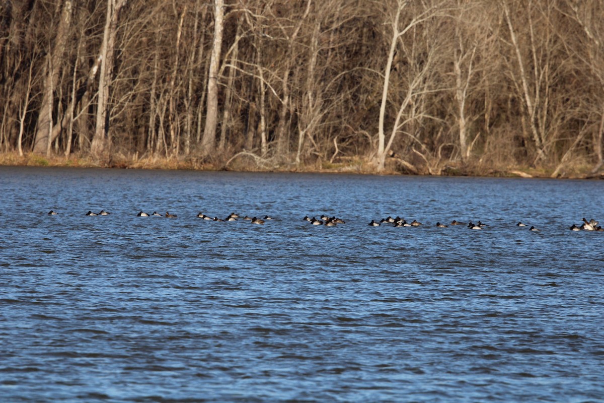 Lesser Scaup - ML637079258