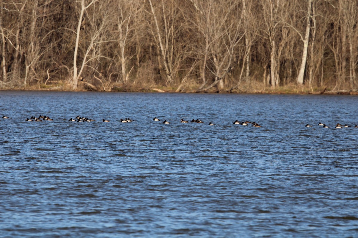 Lesser Scaup - ML637079259
