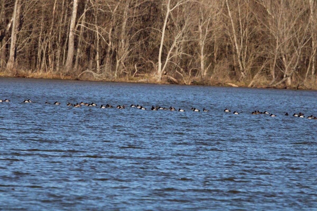 Lesser Scaup - ML637079260