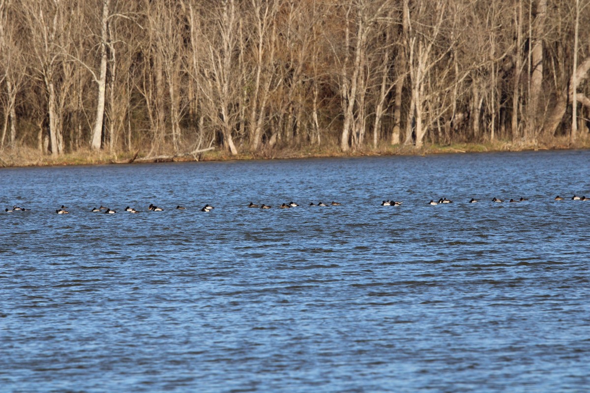 Lesser Scaup - ML637079261