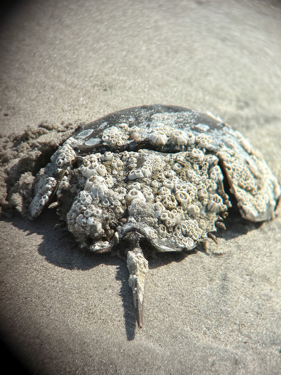 Horseshoe Crabs - ML637079314