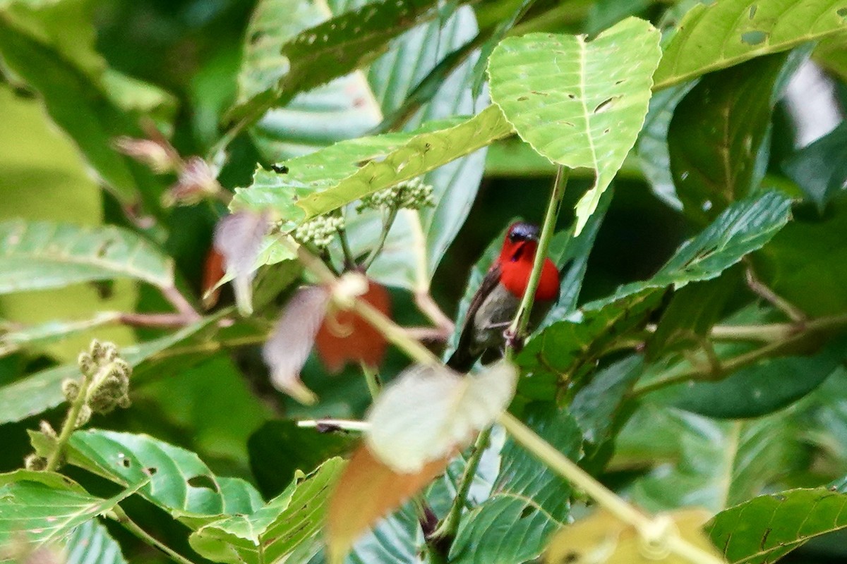 Crimson Sunbird - ML637079343