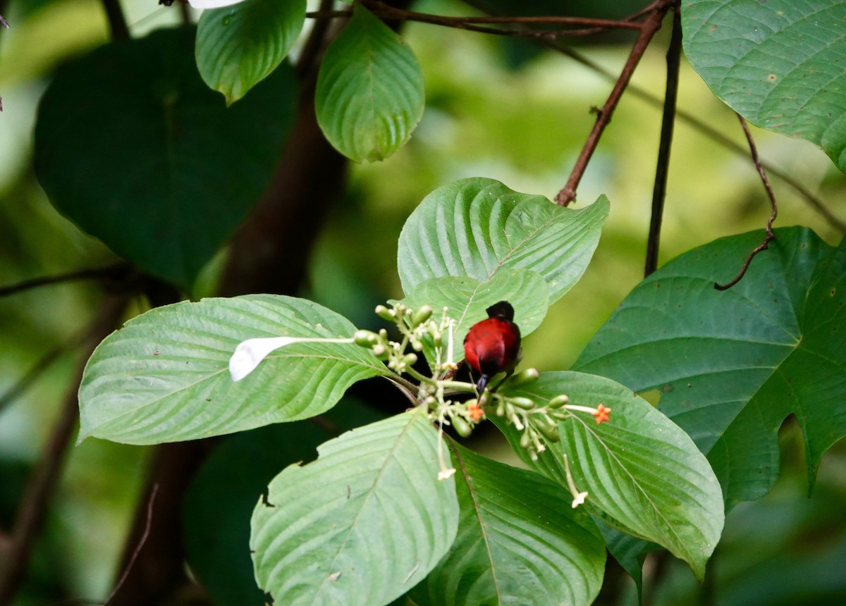 Crimson Sunbird - ML637079348