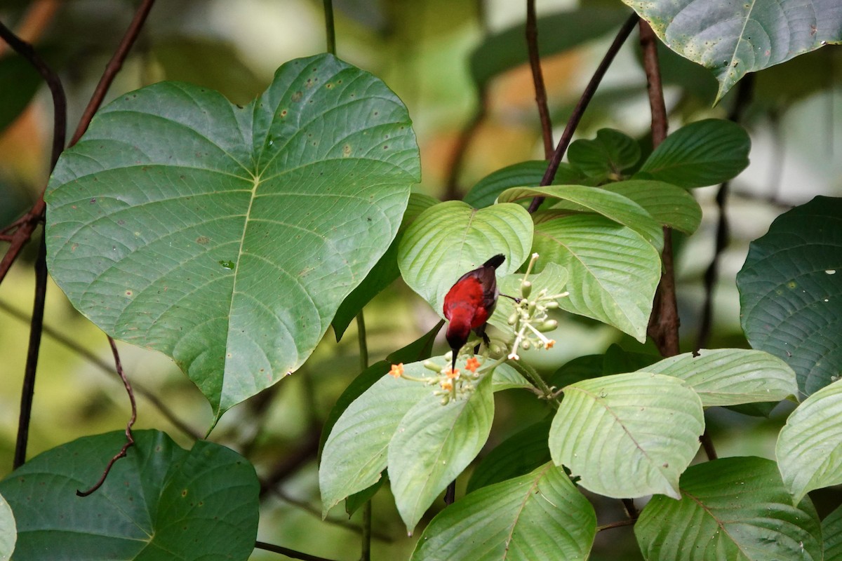 Crimson Sunbird - ML637079349