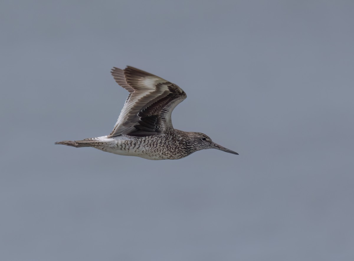 vodouš břehoušovitý - ML637079403